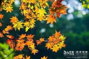 枫丹植物爆料最新消息,神秘植物家族即将亮相，生态画卷再添新彩