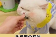 吃瓜在线免费吃瓜,吃瓜在线带你轻松解压