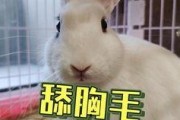 吃瓜画画抖音网红,揭秘网络红人的魅力与影响力
